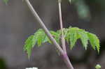 Water hemlock